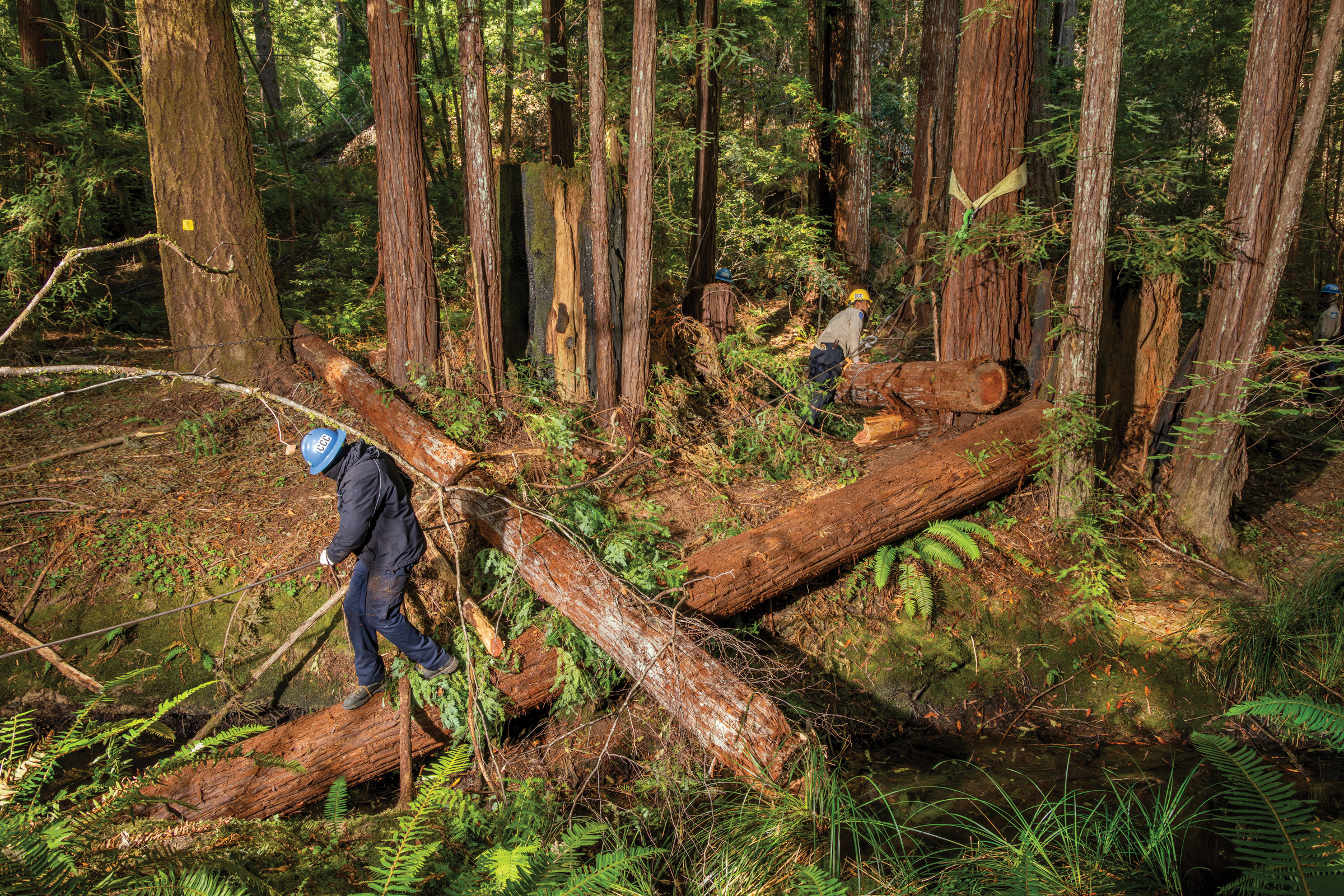 Coho Salmon Return to California’s North Coast Thanks to Deliberate Habitat Restoration.