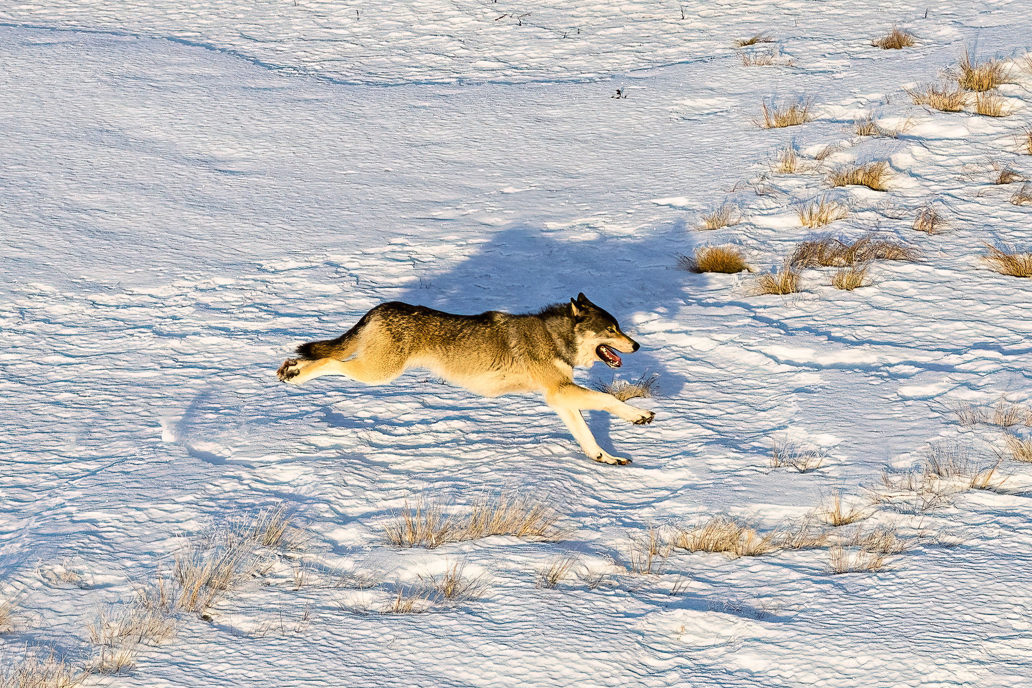 Colorado’s Ambitious Wolf Reintroduction Faces Crossroads as Wild Canids Challenge Human-Drawn Borders.