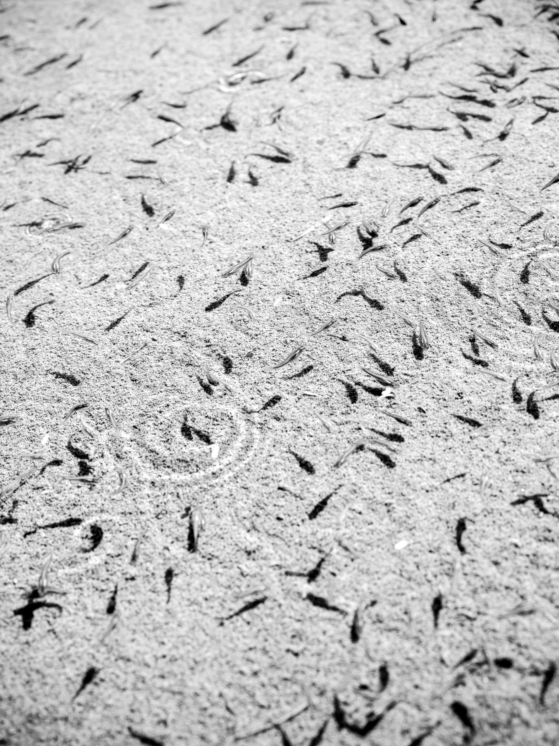 A New Ecological Philosophy Emerges in Tucson: Reimagining Urban Habitats Through Reconciliation.