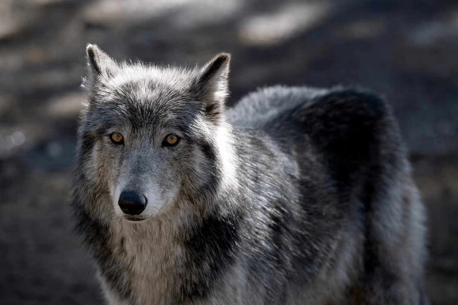 Americans generally like wolves − except when reminded of politics