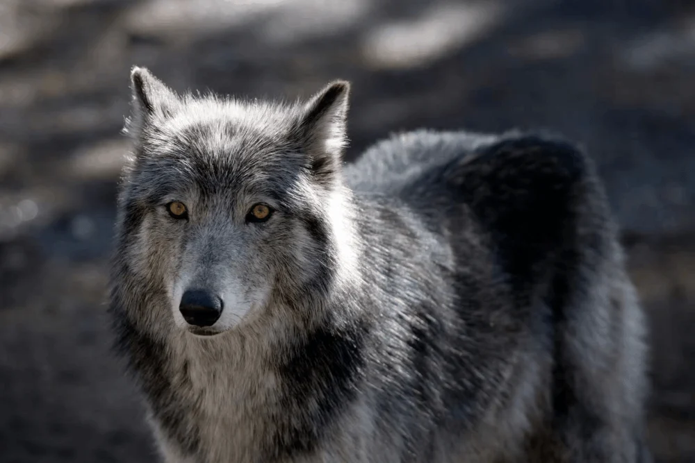 Beyond the Bark: Unmasking the Hidden Consensus in Gray Wolf Conservation