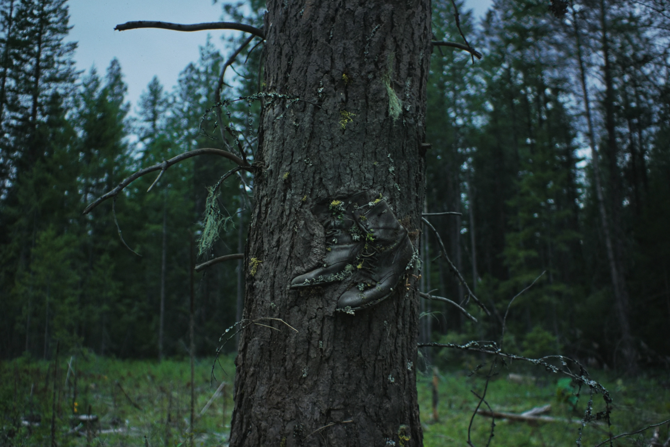 Netflix’s ‘Train Dreams’ Adaptation Reflects Contemporary Anxieties Amidst a Century of Wilderness Exploitation.