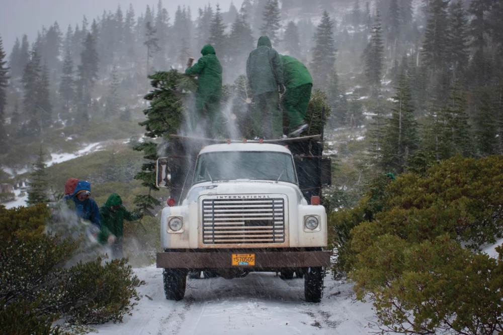 Northern California’s Wild Silvertip Christmas Tree Harvest Faces Climate and Labor Challenges.