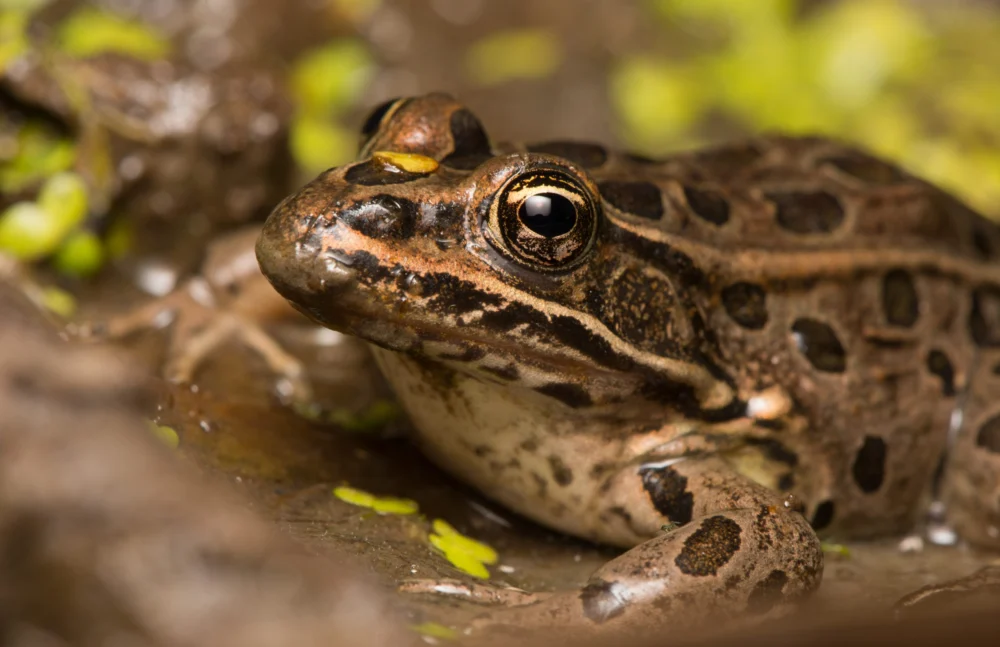 Northern Leopard Frogs at the Center of Oil Drilling Debate Near Denver Suburbs.