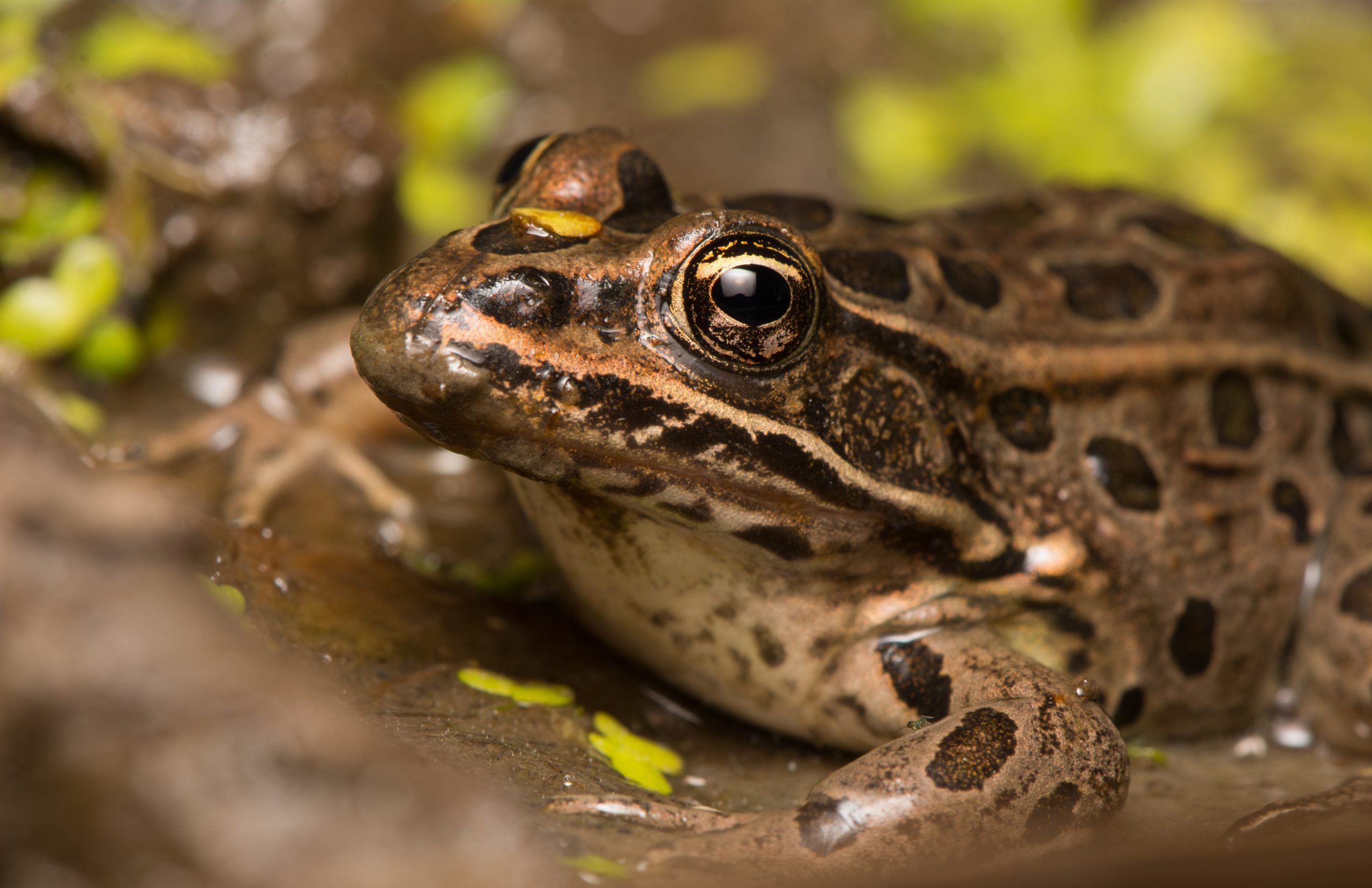 Northern Leopard Frogs Emerge as Unexpected Obstacle to Proposed Oil and Gas Development Near Denver Suburbs.