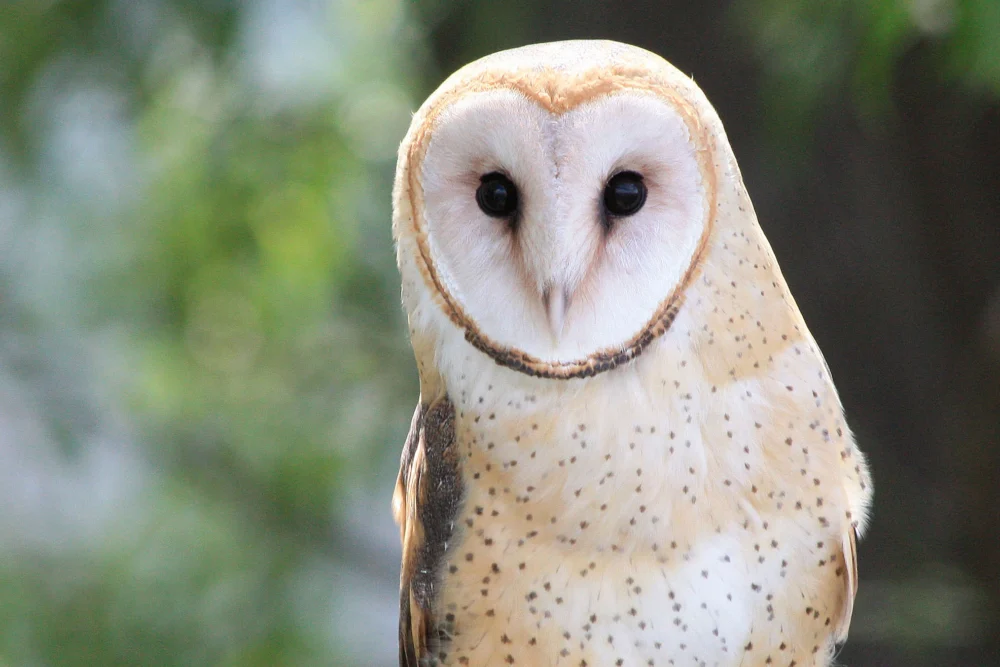 Oregon Eyes Innovative Funding Model to Safeguard Biodiversity Amidst Global Crisis.