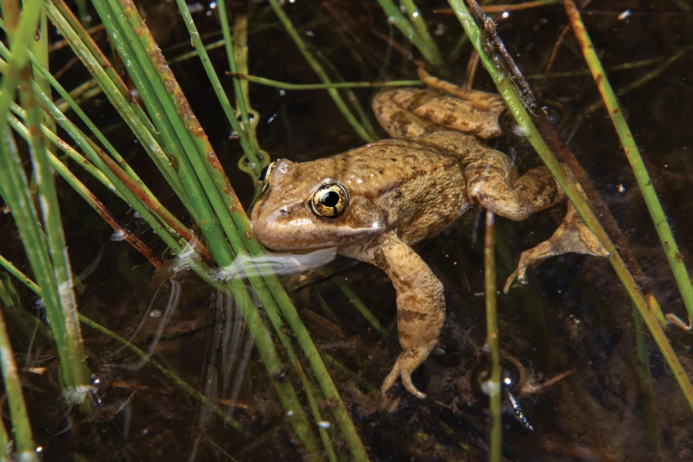 Return of the Cascades Frog: A Beacon of Hope for Amphibian Conservation in Northern California