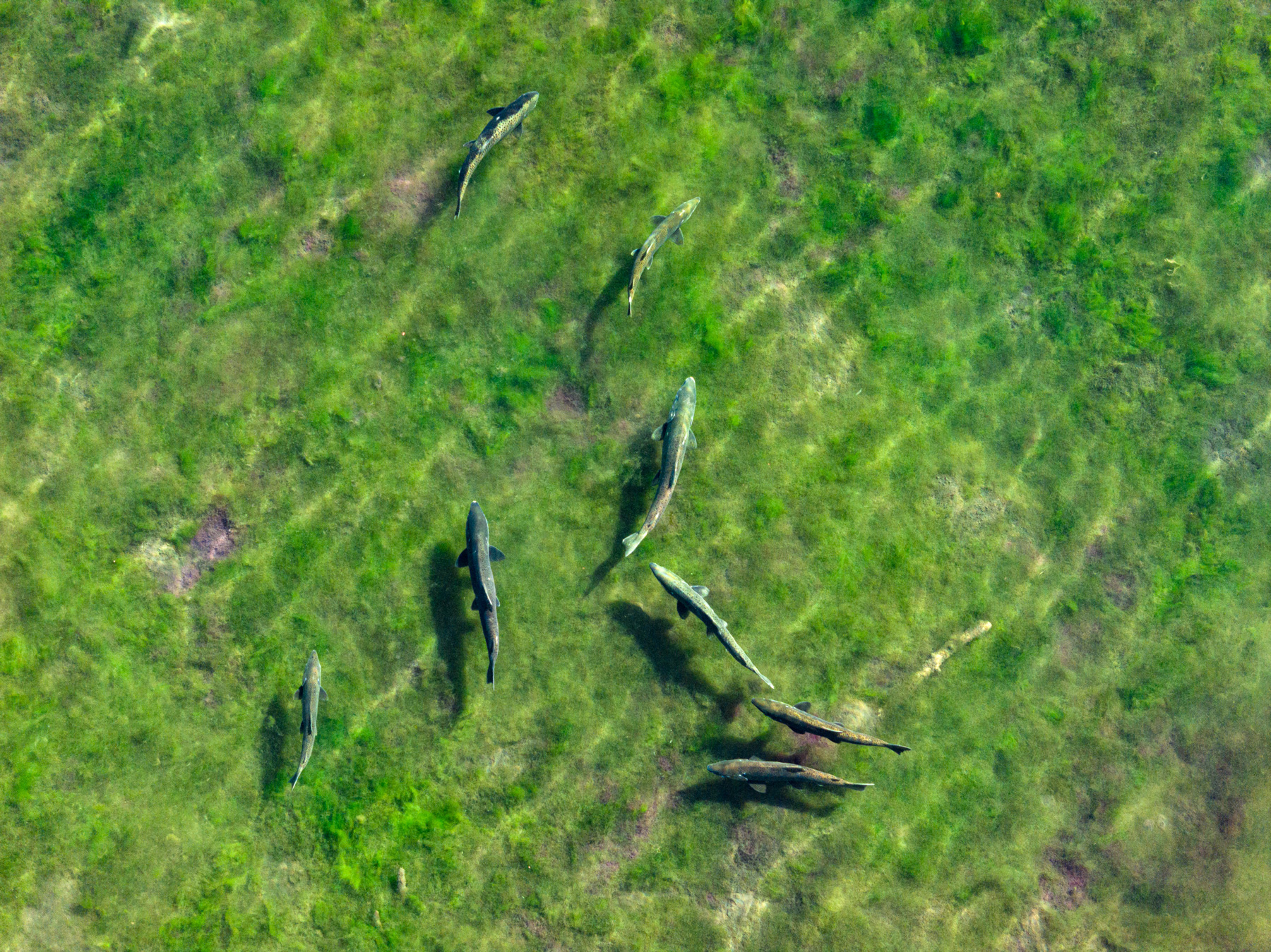 Salmon Return to Klamath Headwaters One Year After Historic Dam Removals