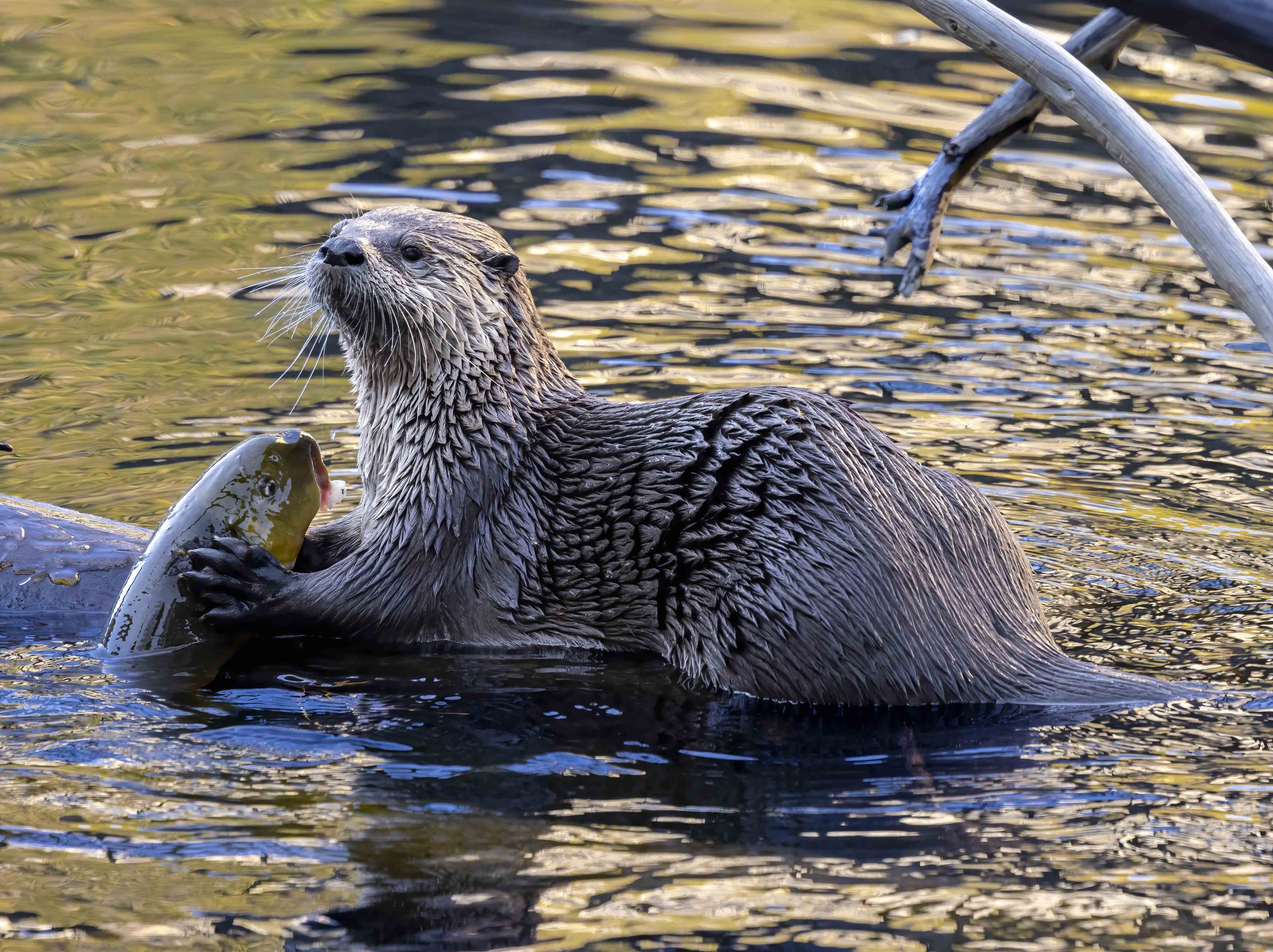 Yosemite’s Wild Heart Revealed in New Book, Championing Conservation Through Intimate Wildlife Portraits