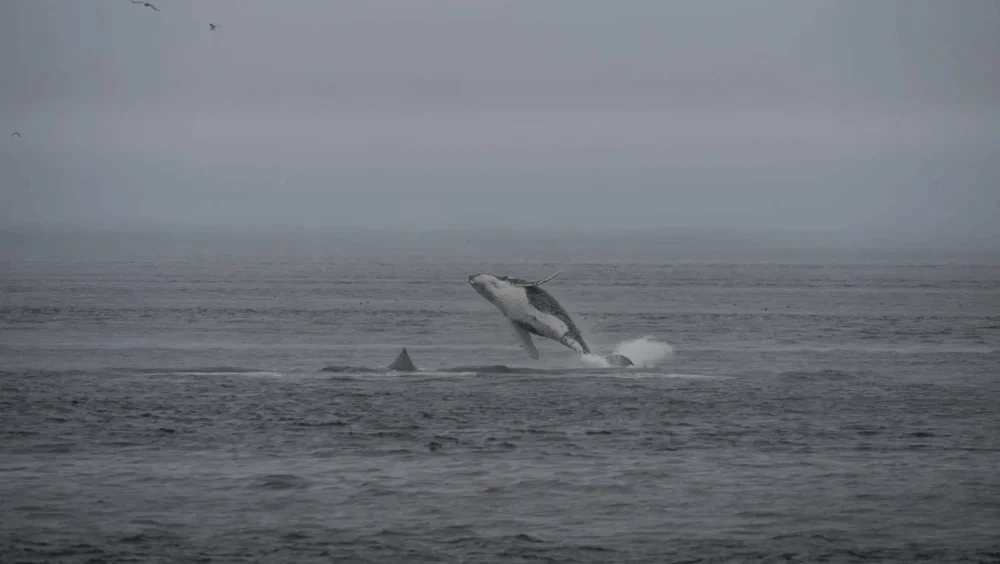 Alaska’s Waters Targeted for Unproven Seabed Mining, Sparking Indigenous Concerns.