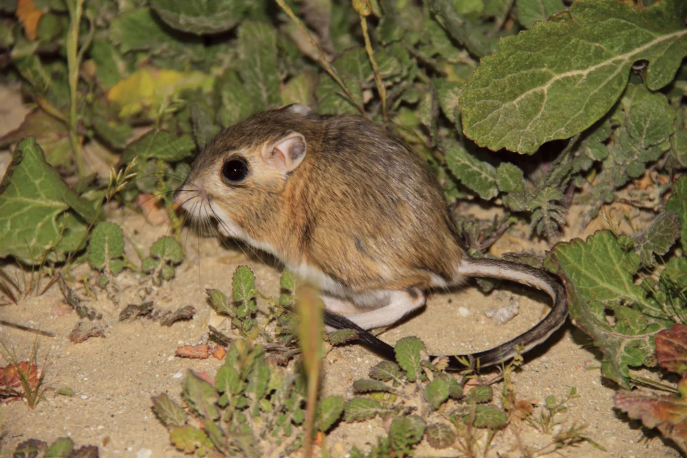 California’s Hidden Oasis: Safeguarding the Giant Kangaroo Rat in the Untamed Carrizo Plain.