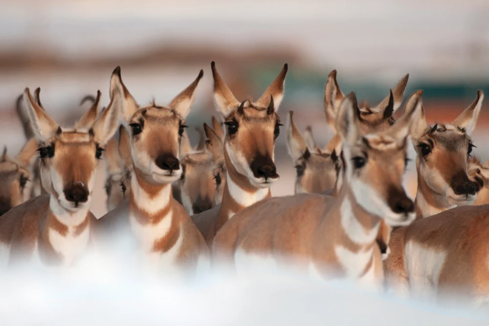 Lessons from an Ice Age Survivor: How Pronghorn Offer Clues to Climate Adaptation