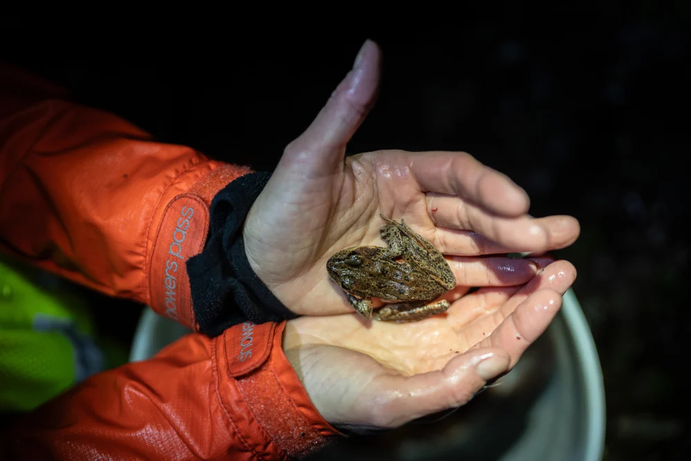 Portland’s Dedicated Volunteers Brave December Nights to Safeguard a Fragile Amphibian Population.