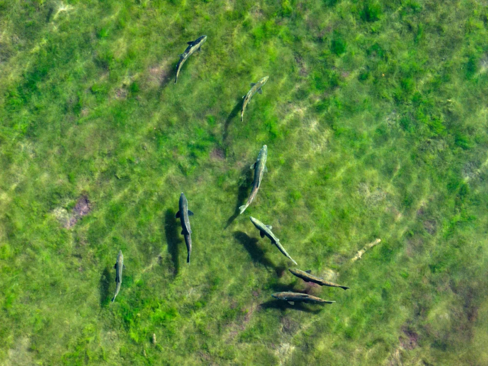 Salmon Return to Klamath Headwaters After Historic Dam Removals Usher in New Era of Restoration.