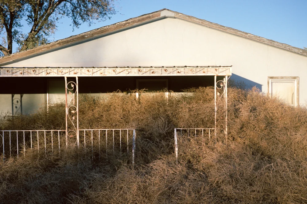 The Tumbleweed’s Paradox: From Invasive Pest to Symbol of Resilience and Resistance.
