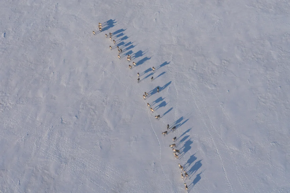 Alaska’s Mulchatna Caribou Herd Spurs Fierce Debate Over Predator Control and Subsistence Future.