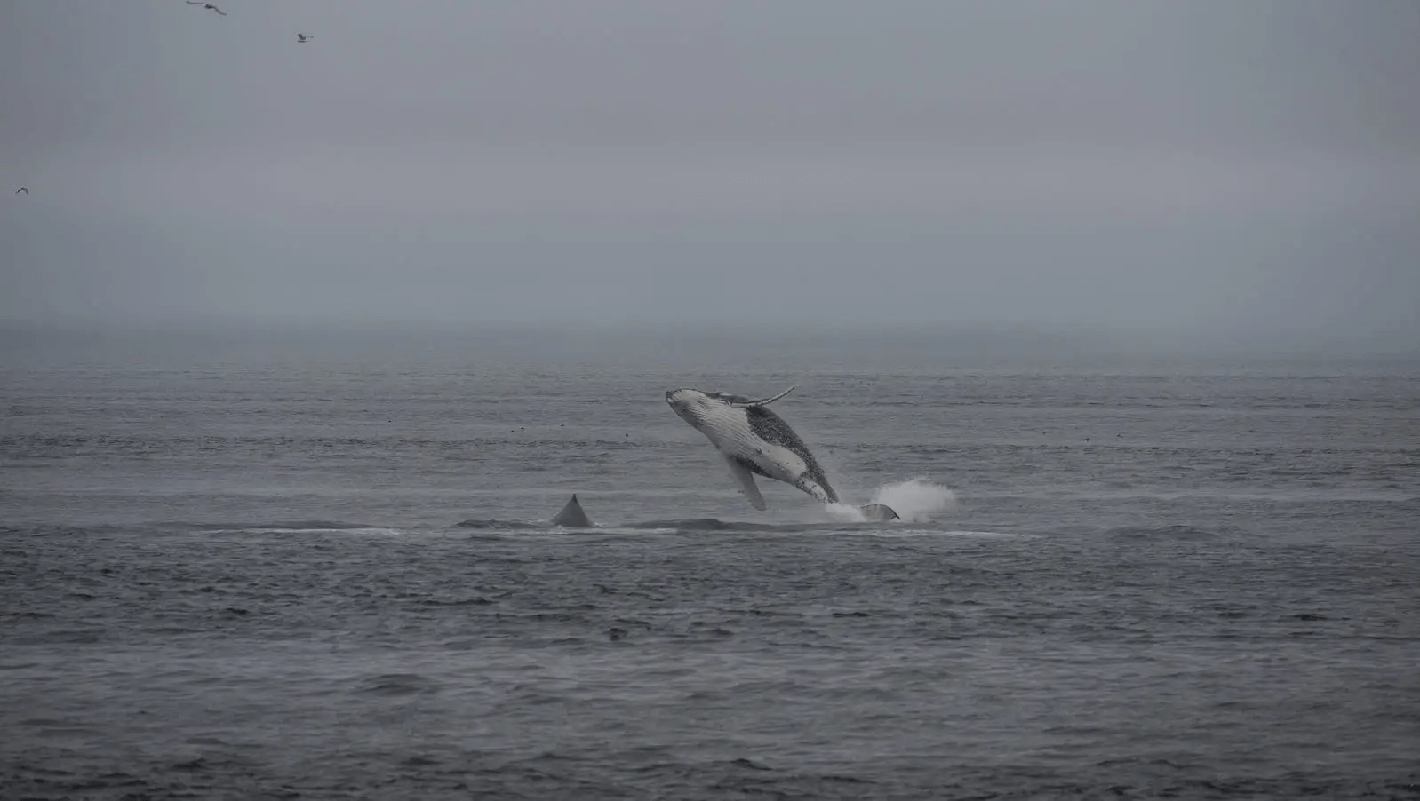 Alaska’s Vast Seabed Now Under Consideration for Deep-Sea Mining, Igniting Indigenous Concerns.