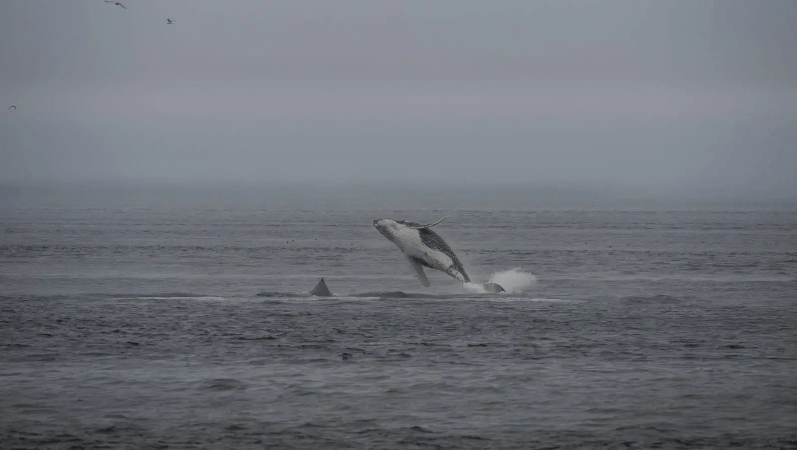 Alaska’s Vast Seabed Now Under Consideration for Deep-Sea Mining, Igniting Indigenous Concerns.
