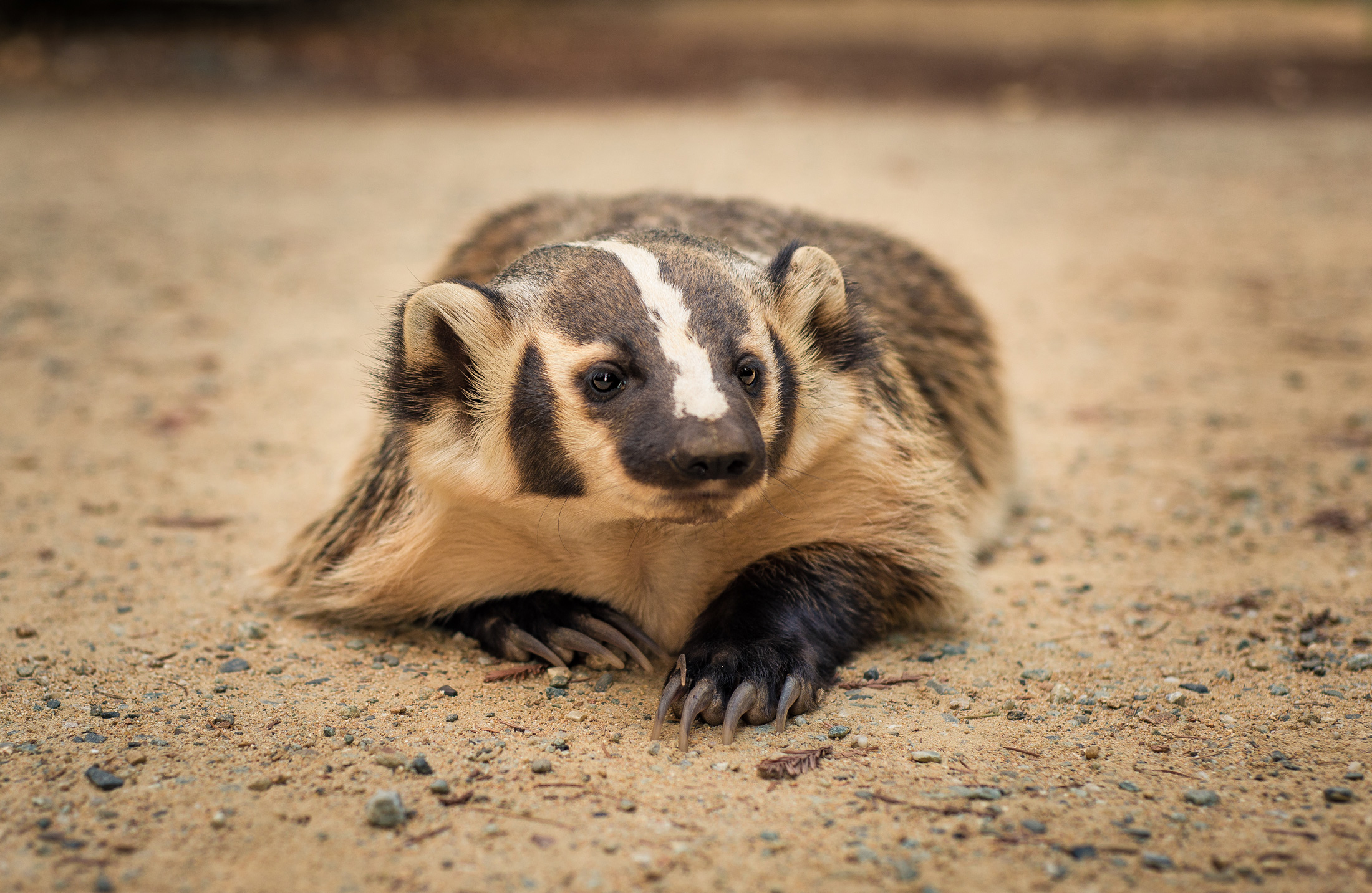 Badgers, Burrows, and the Enduring Philosophy of "As Above, So Below" in a Changing World.