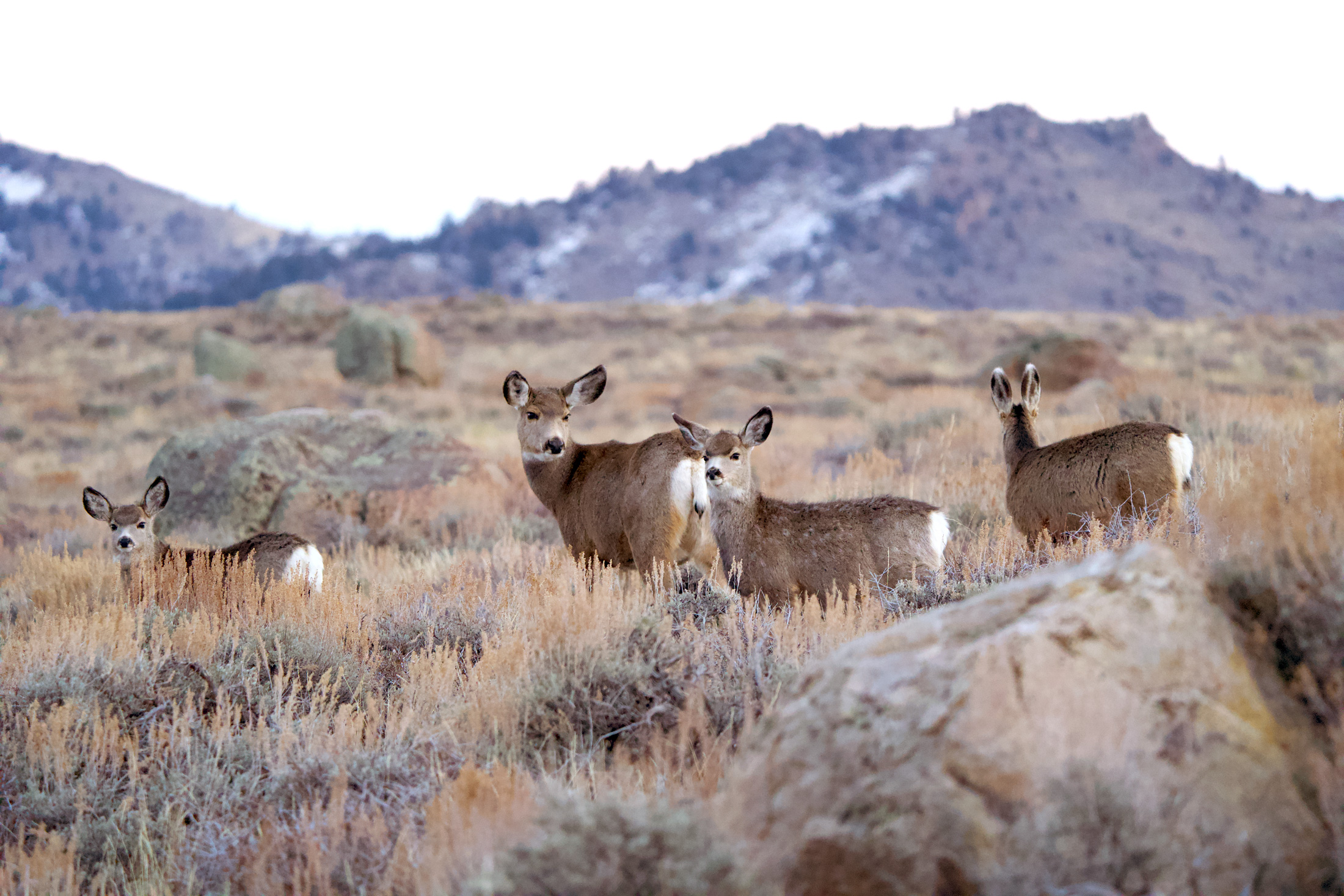 Longer Migrations Lead to Fatter, Longer-Living Mule Deer, New Study Reveals.