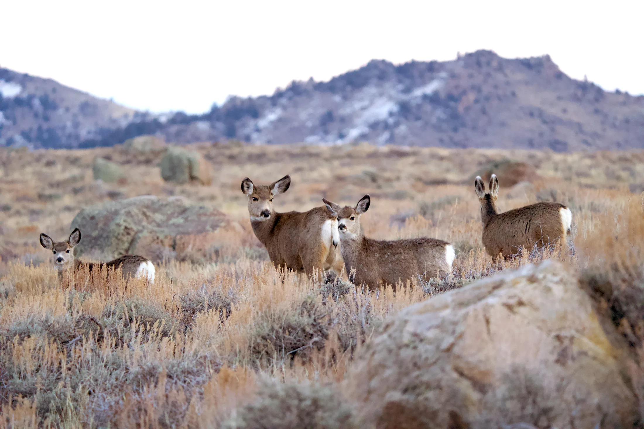 Longer Migrations Lead to Fatter, Longer-Living Mule Deer, New Study Reveals.