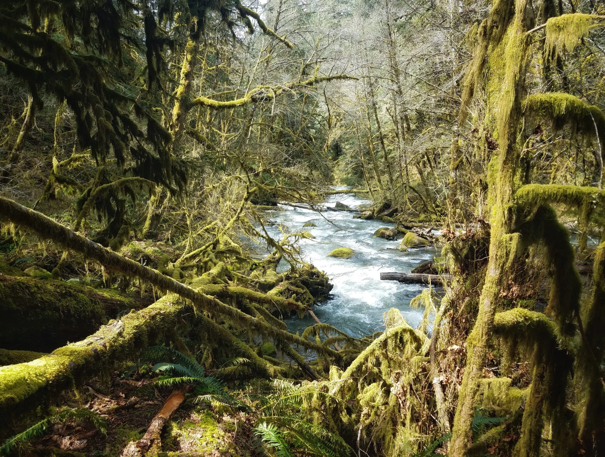 Oregon’s Ancient Forests Face Existential Threat as BLM Proposes Sweeping Resource Extraction.