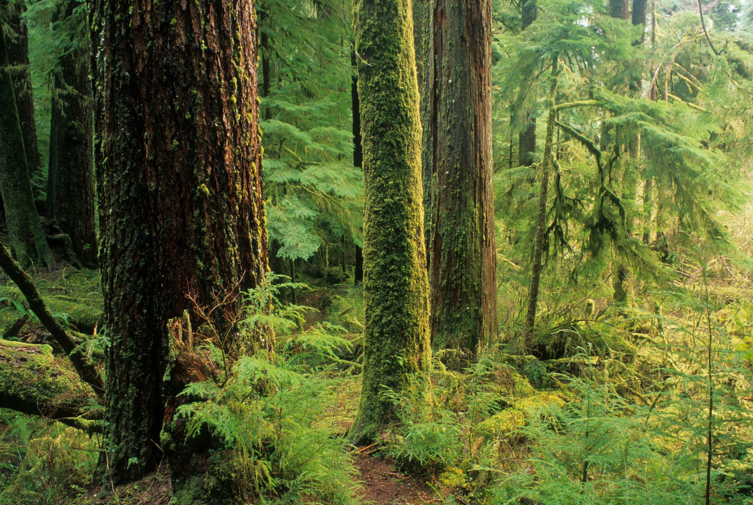 Oregon’s Public Forests Face Potential Shift Towards Increased Timber Harvest Amidst Environmental Concerns.