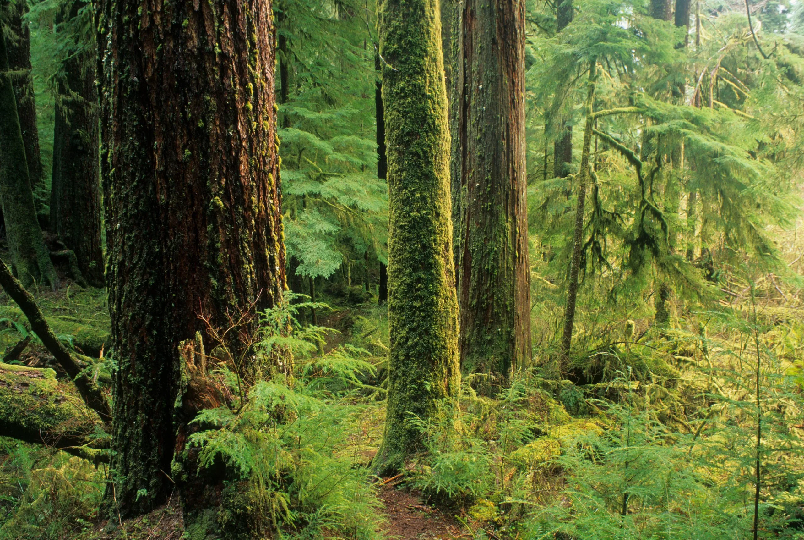 Oregon’s Public Forests Face Potential Shift Towards Increased Timber Harvest Amidst Environmental Concerns.