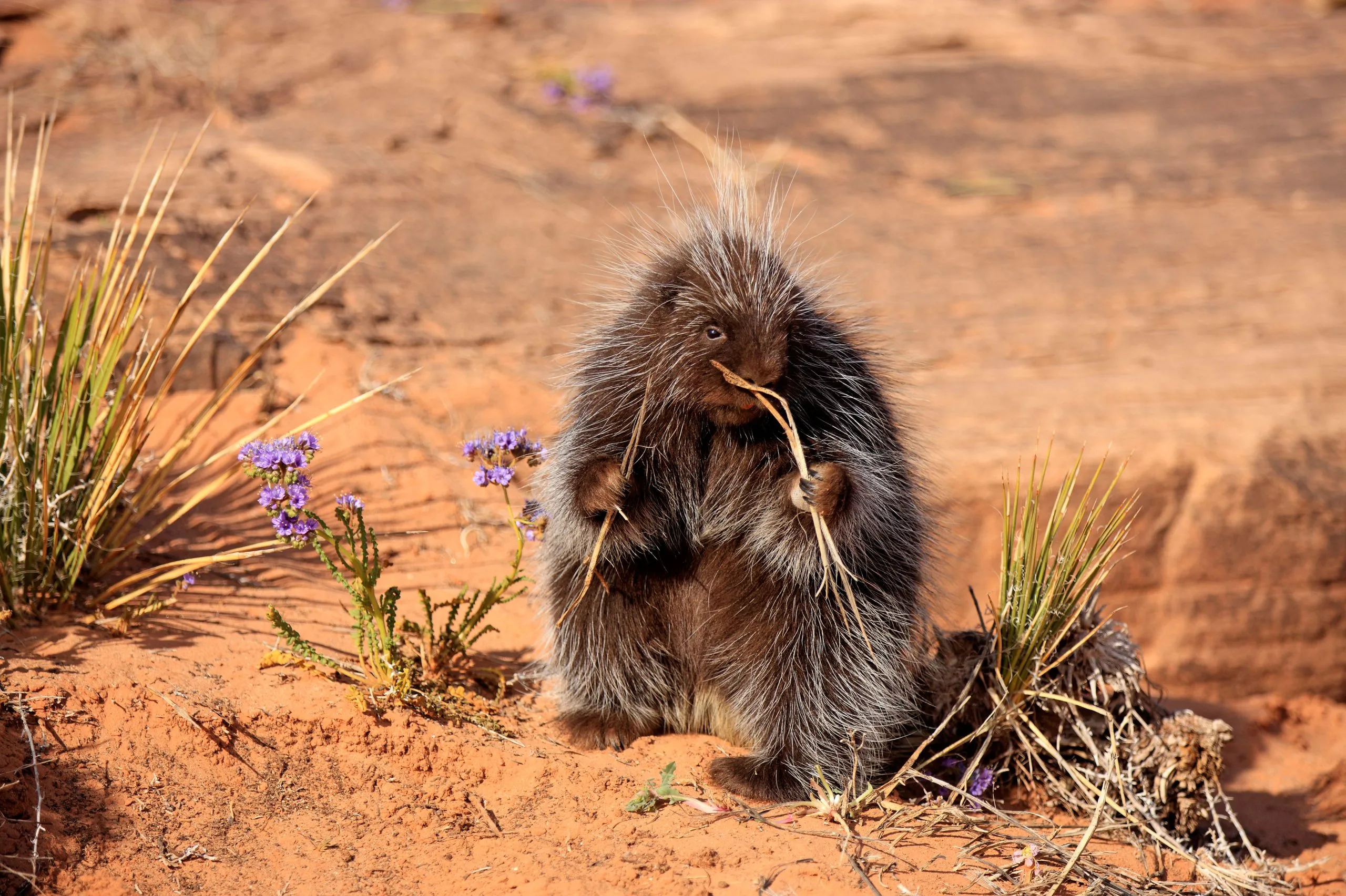 The Elusive Porcupine: A Silent Disappearance Echoes Across the American West.