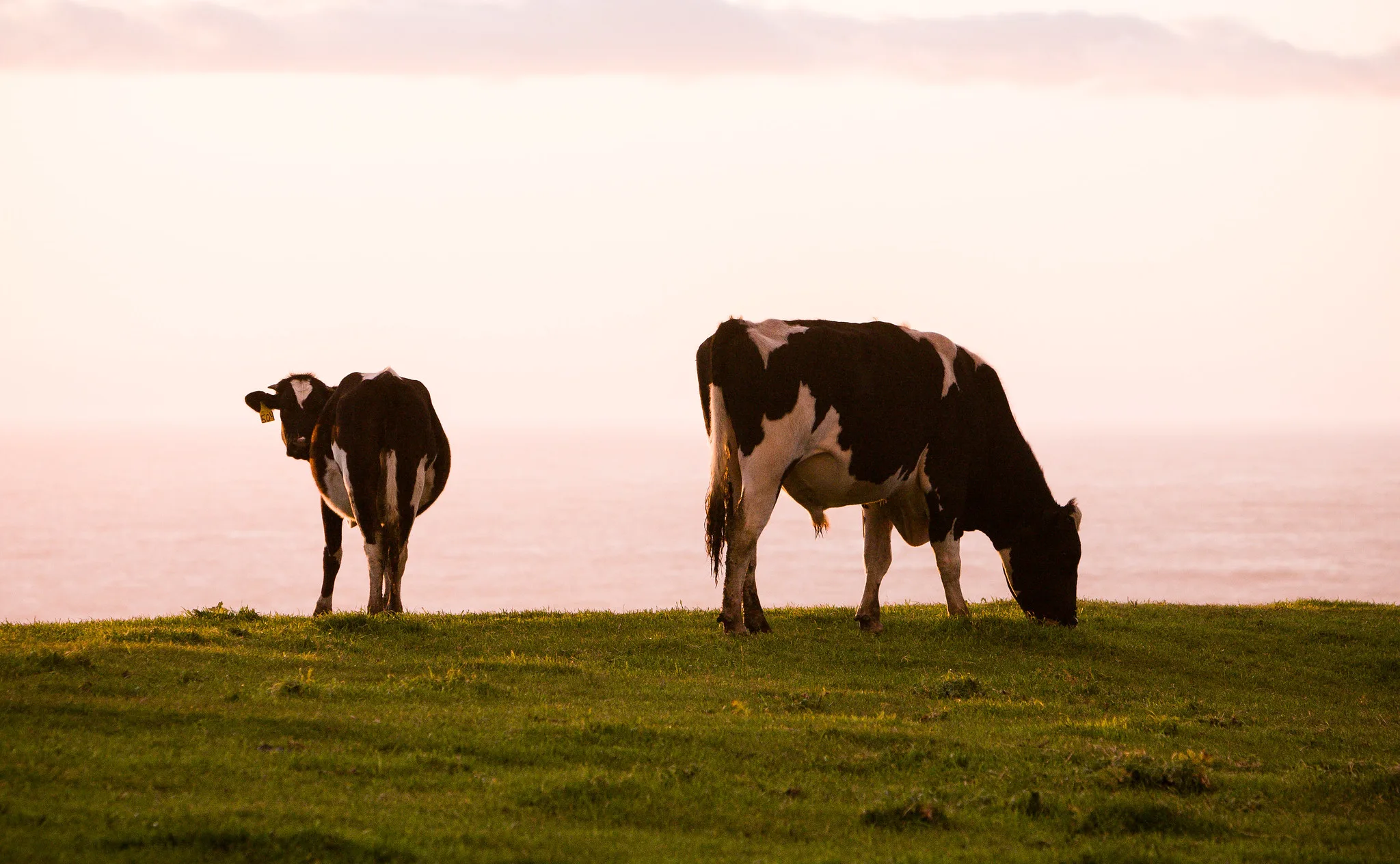 Top Interior official said she wouldn’t work on grazing policies. That’s not stopping her.