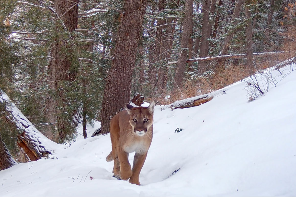 Utah’s Aggressive Mountain Lion Culling Program Ignites Conservation Controversy.