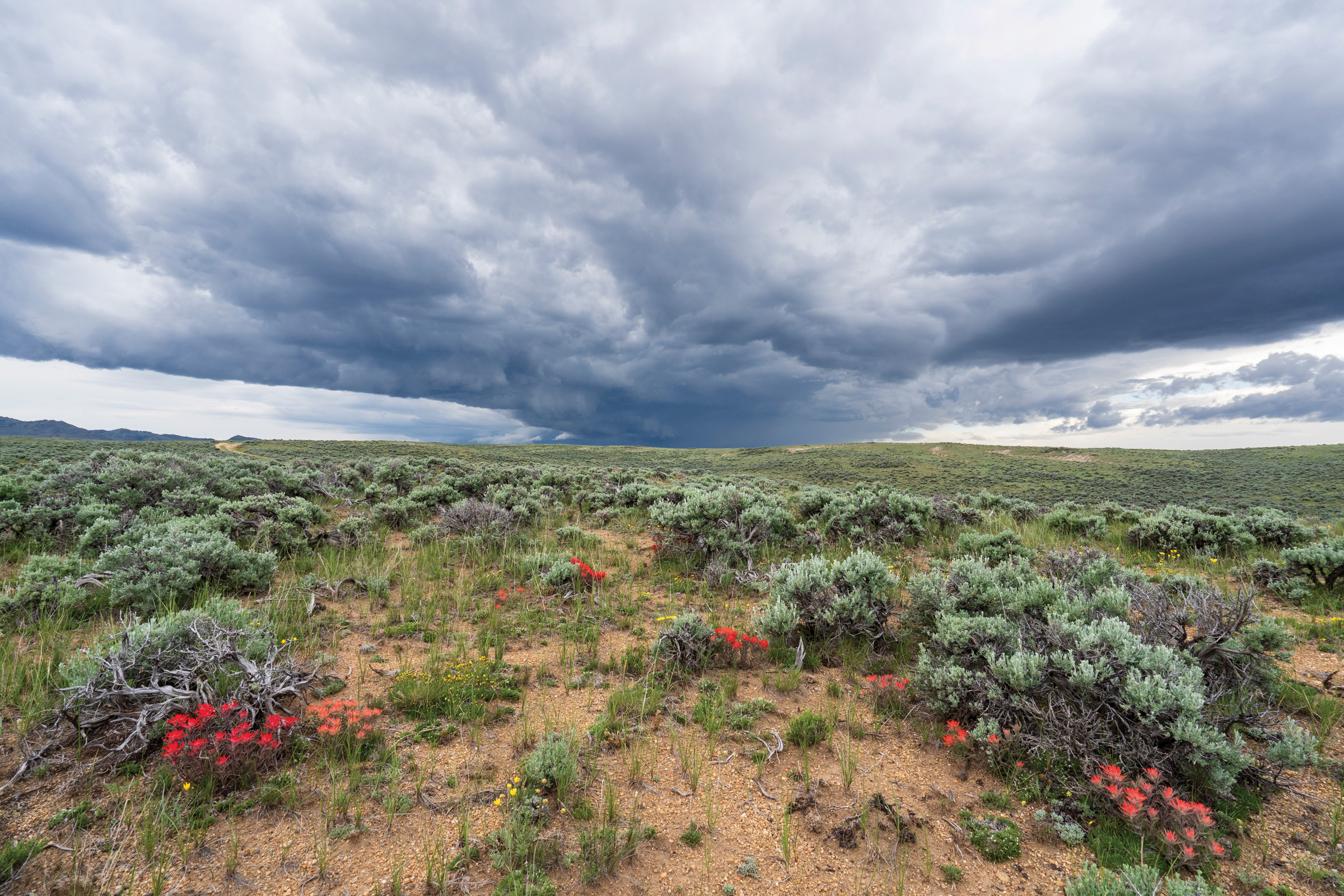 Wyoming’s Golden Triangle: A Pivotal Battleground for Iconic Wildlife and Energy Development.