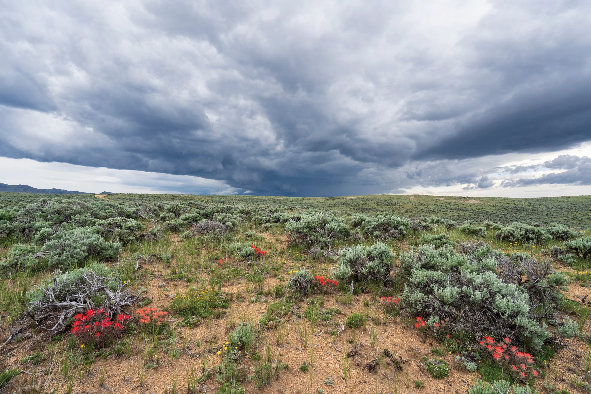 Wyoming’s Golden Triangle, a Pristine Wildlife Haven, Faces Unprecedented Threat from Accelerating Energy Development.