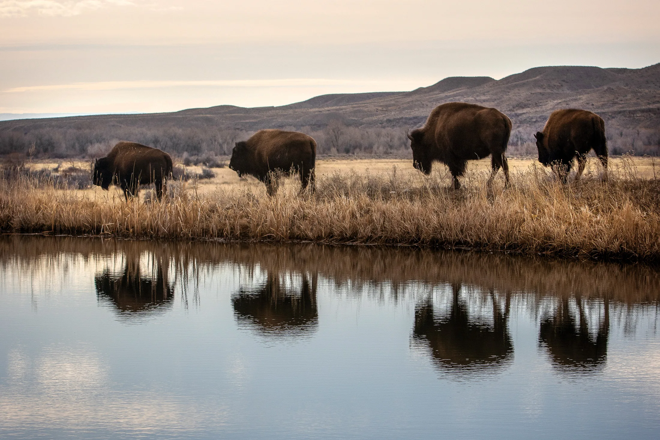 Federal Staffing Cuts Jeopardize Greater Yellowstone Ecosystem, Sparking Concerns for Public Lands and Conservation.