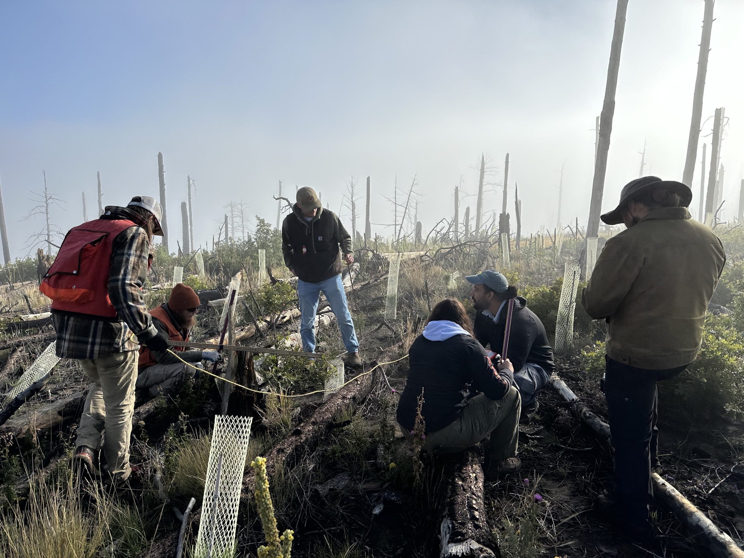 New Mexico Forges a Reforestation Revolution to Reclaim Burned Landscapes and Safeguard Vital Water Resources.