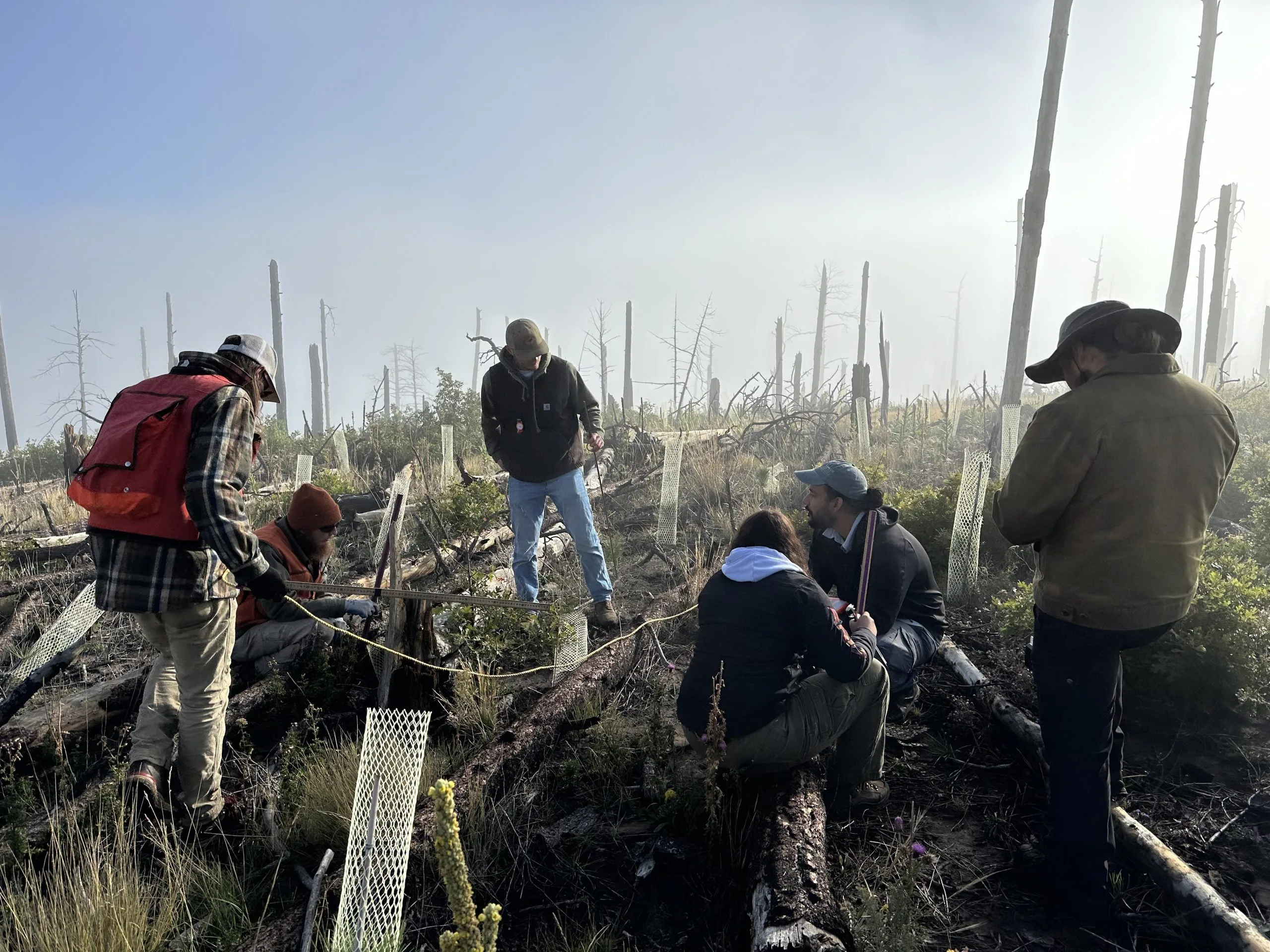 New Mexico Forges a Reforestation Revolution to Reclaim Burned Landscapes and Safeguard Vital Water Resources.