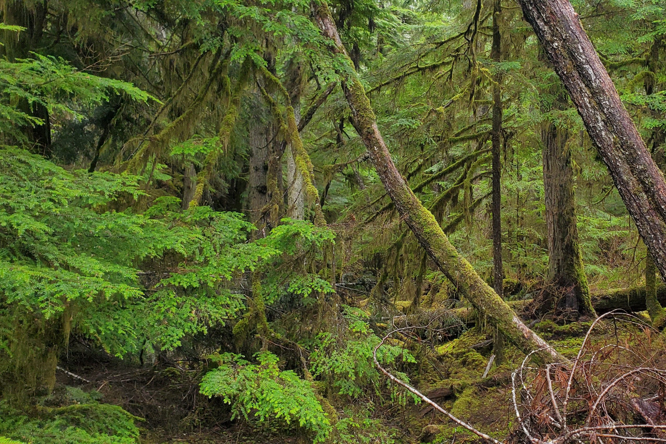 The Roadless Rule Repeal Accelerates Opening Pristine Forests to Logging.