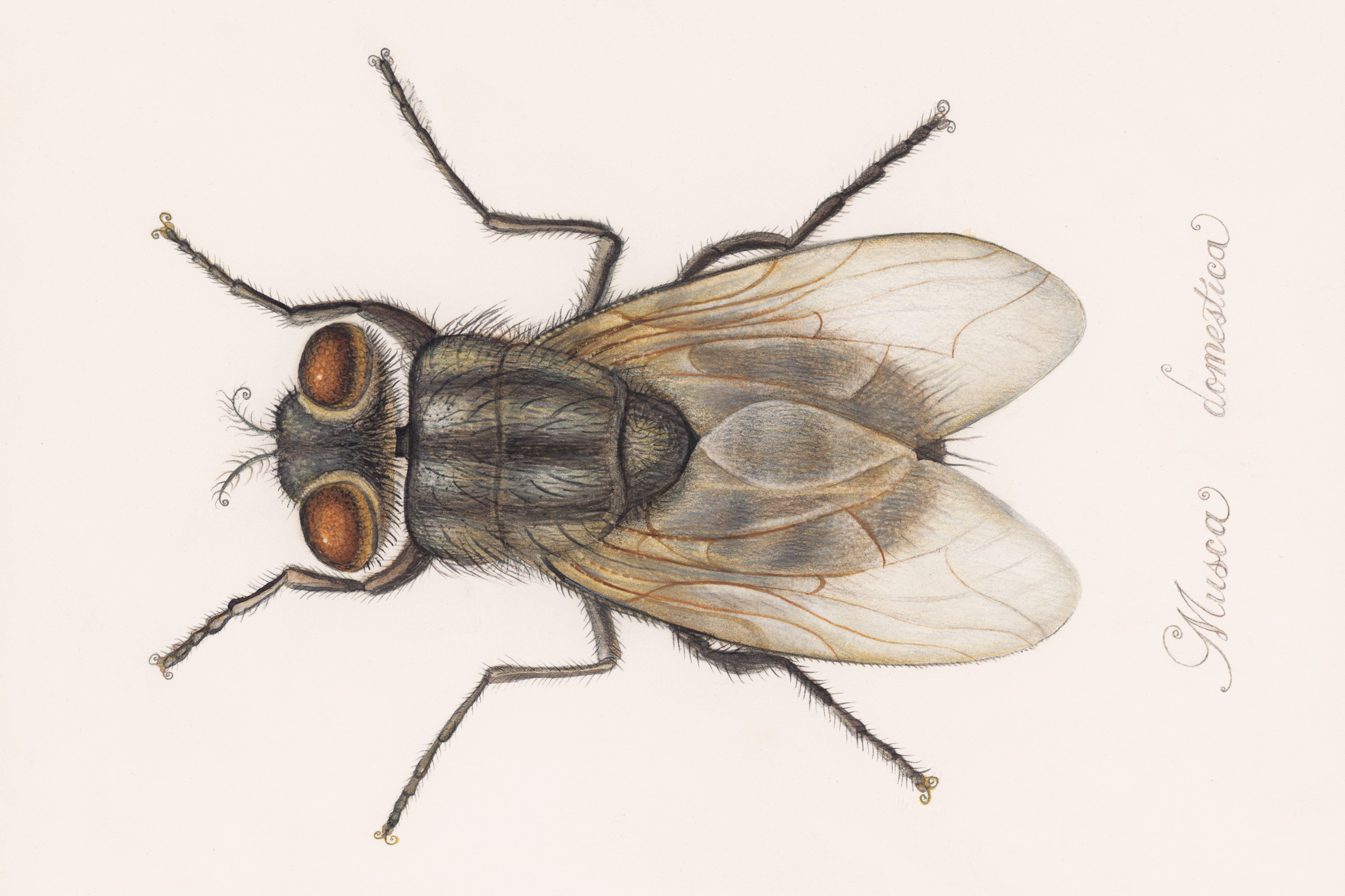 The Unsung Beauty and Crucial Role of Flies in Our World.
