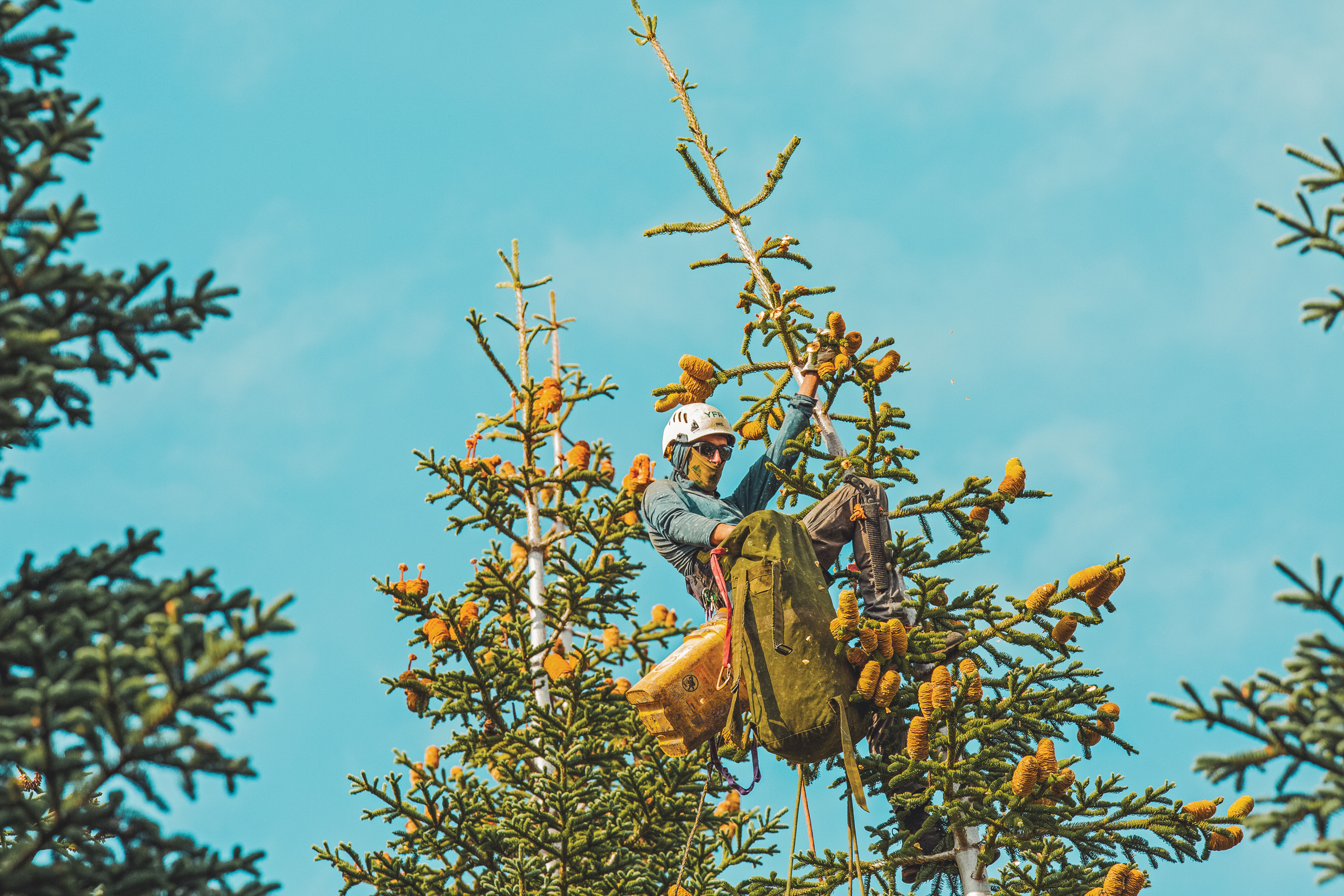 Guardians of the Canopy: The Critical Race to Reforest a Wildfire-Scarred West.
