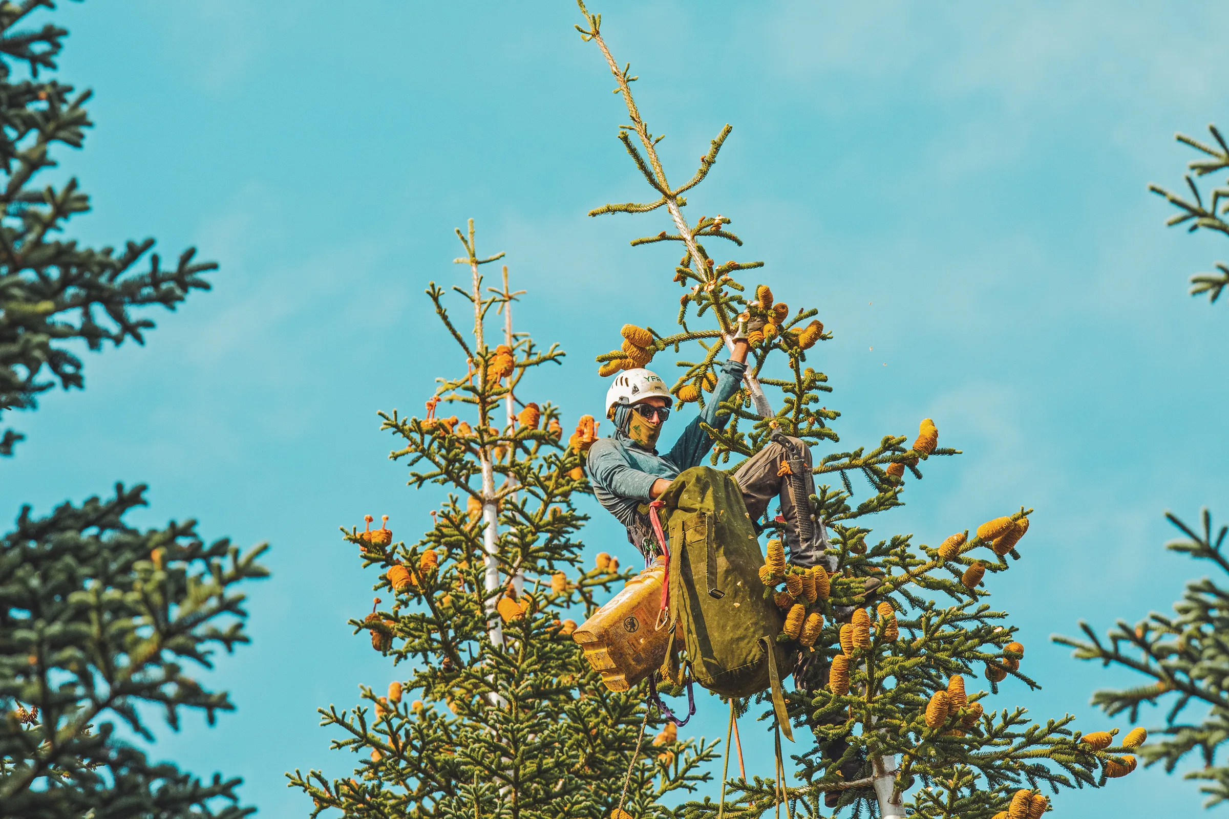 Guardians of the Canopy: The Critical Race to Reforest a Wildfire-Scarred West.