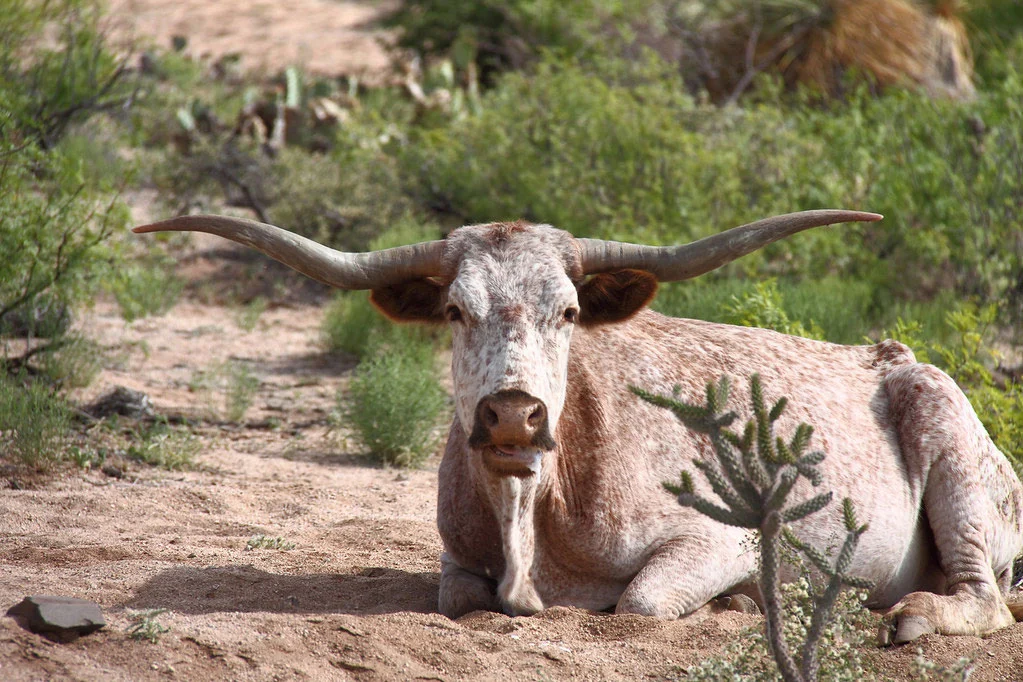 Return of Grazing Threatens Fragile Western Ecosystems Amidst Contentious Federal Land Policy Shift.