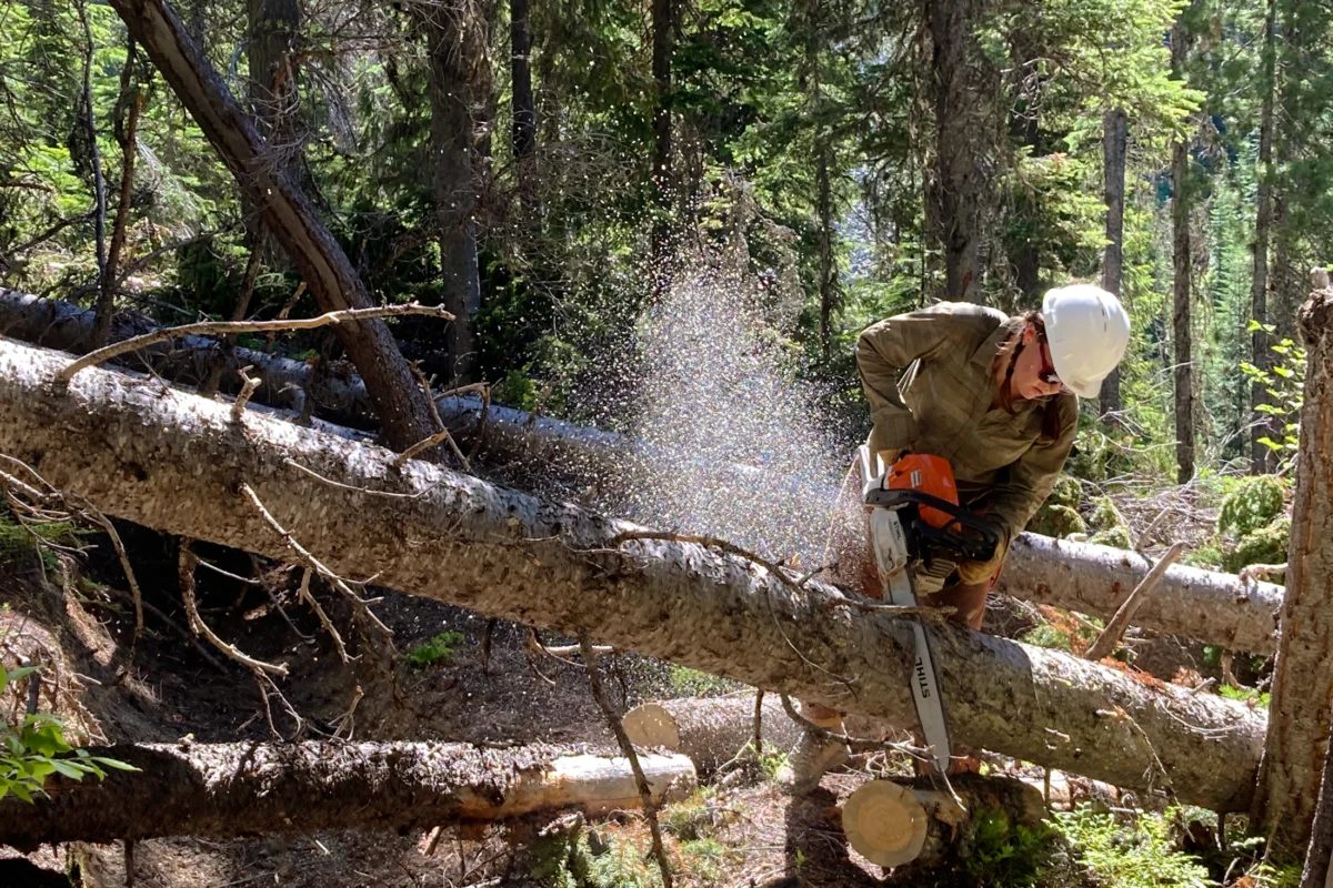 Chainsaws Spark Heated Debate Over Wilderness Preservation and Public Access in a Changing Climate.