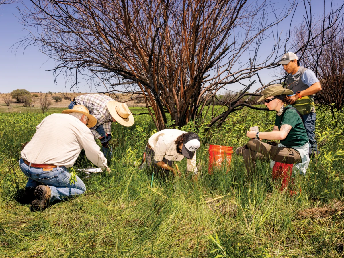 A Decade of Effort Culminates in the Reintroduction of Arizona’s Rarest Orchid.