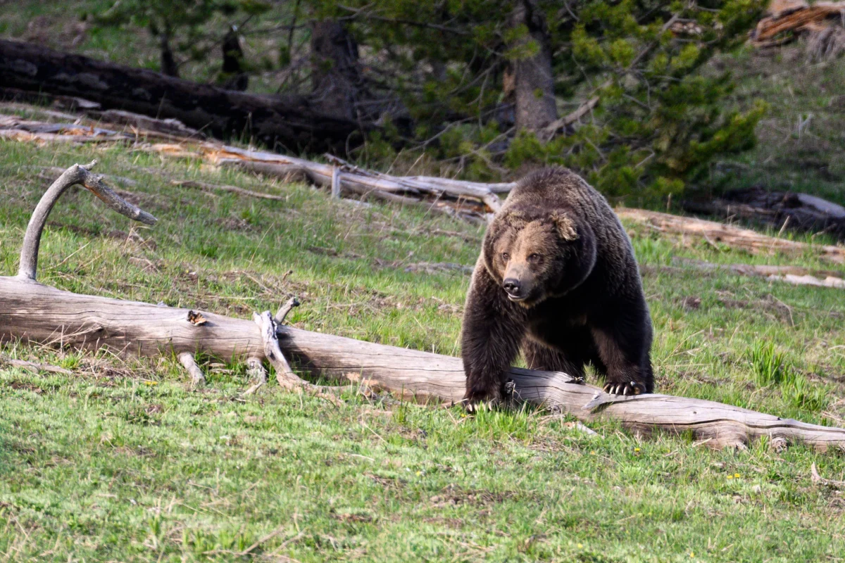 Federal Protections Shift as Trump Administration Proposes State Control Over Grizzly Bears.