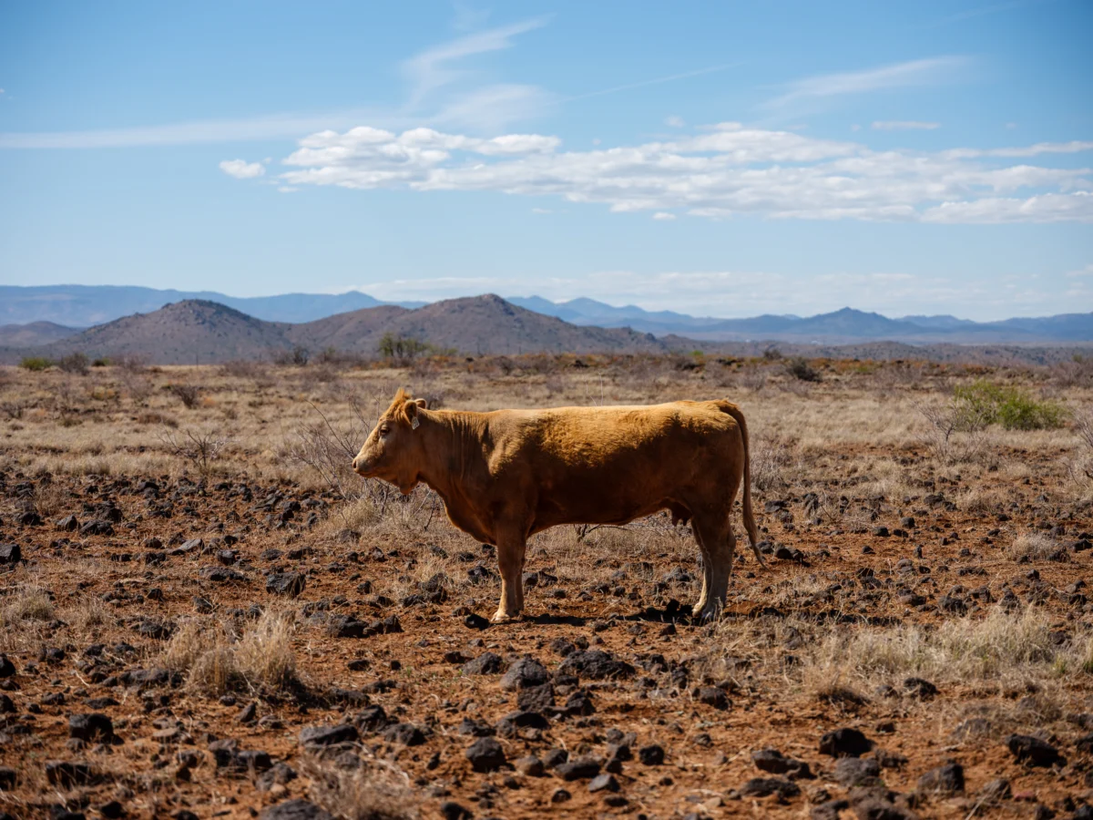 Federal Regulators Move to Significantly Expand Public Lands Grazing, Sparking Wide Environmental and Tribal Backlash.