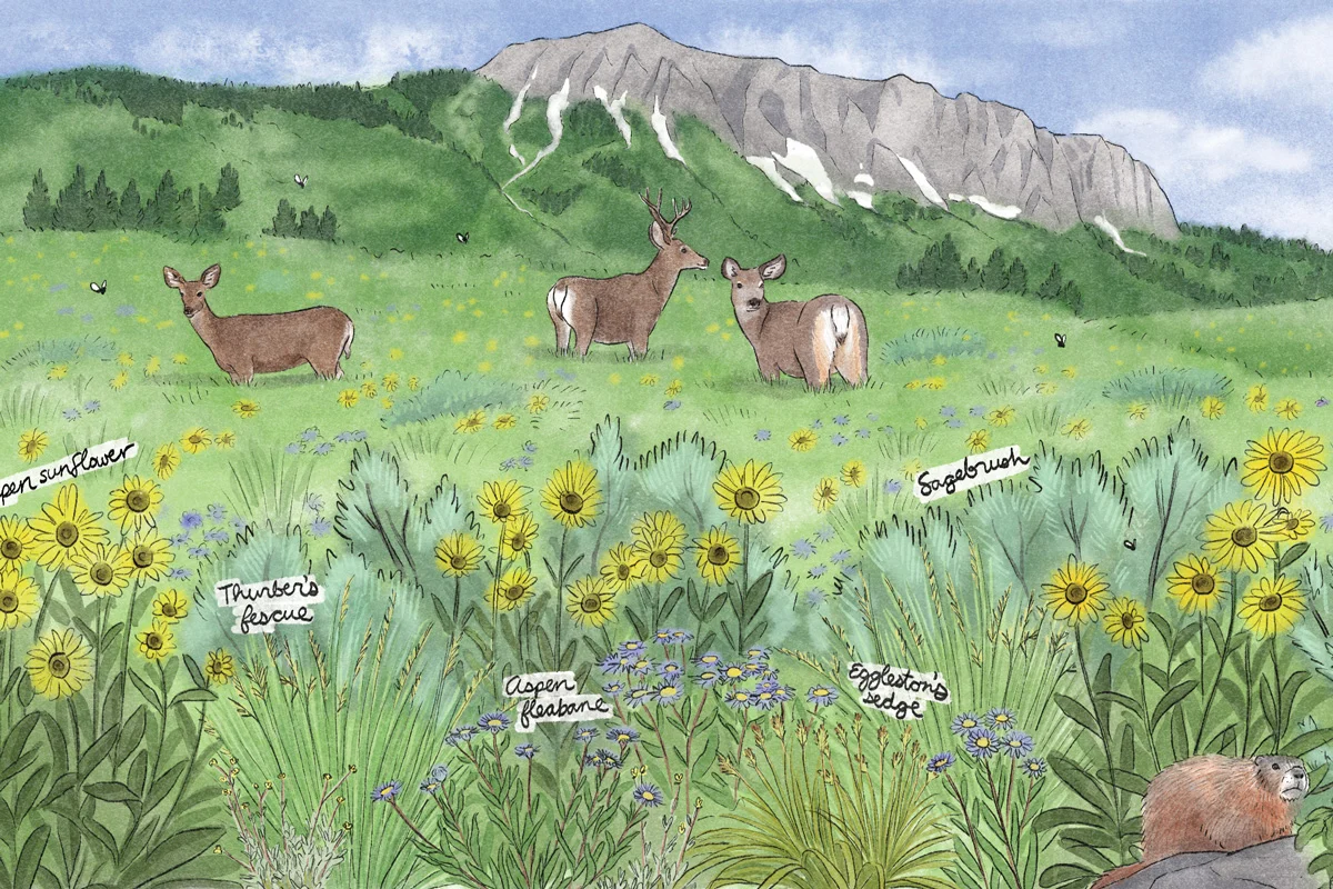 In a warming world, wildflowers offer a warning