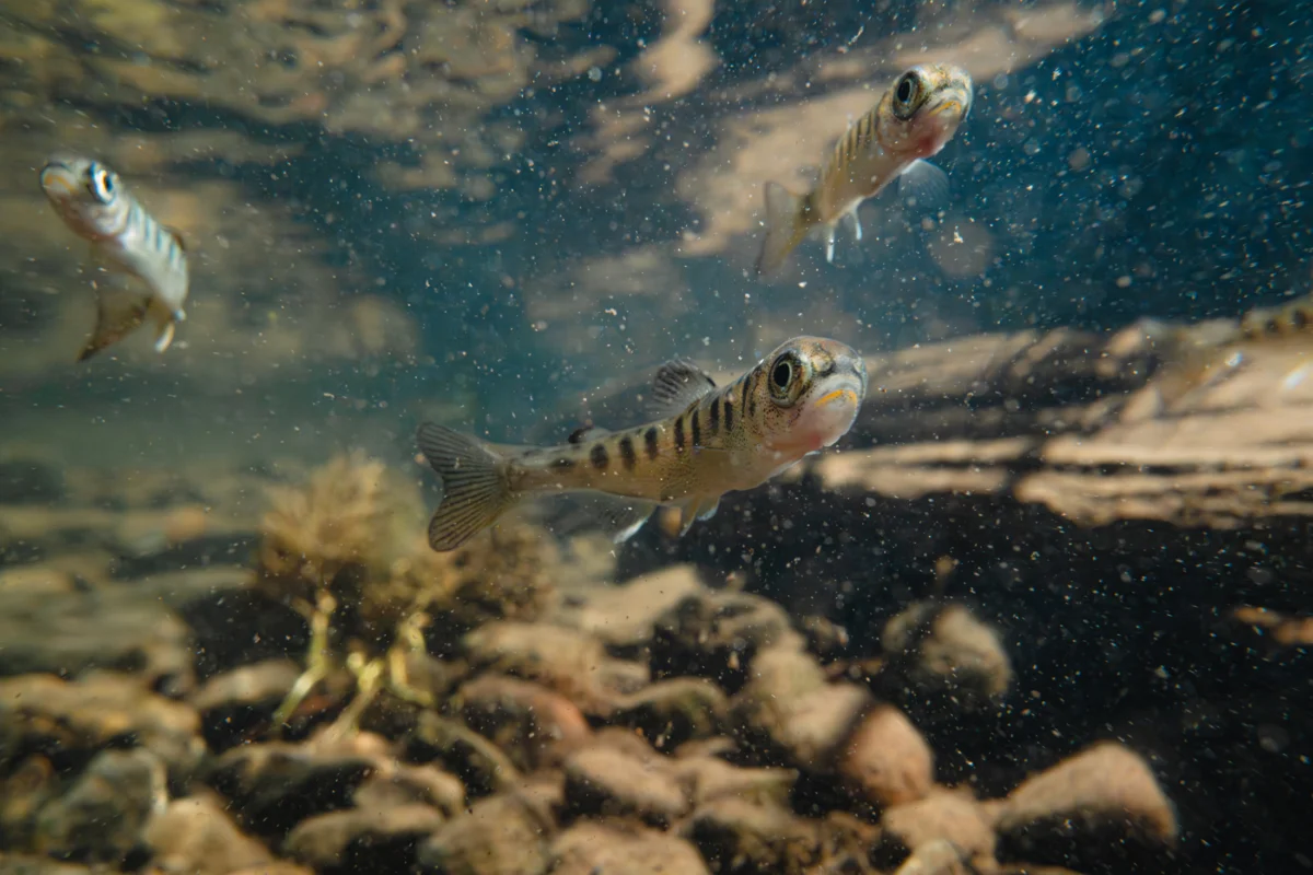 Klamath River Headwaters Reclaim Salmon Heritage as Dams Fall
