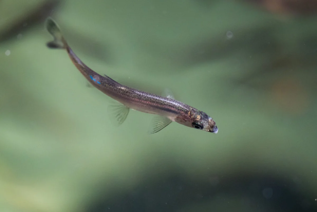 Lookout Slough Restoration Offers a Glimmer of Hope for the Critically Endangered Delta Smelt.