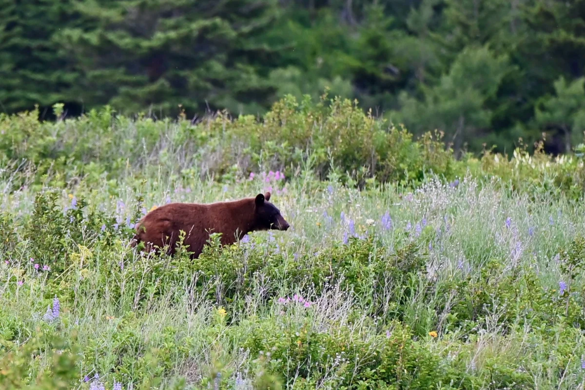 New Research Challenges Long-Held Beliefs About Dogs as Bear Deterrents.