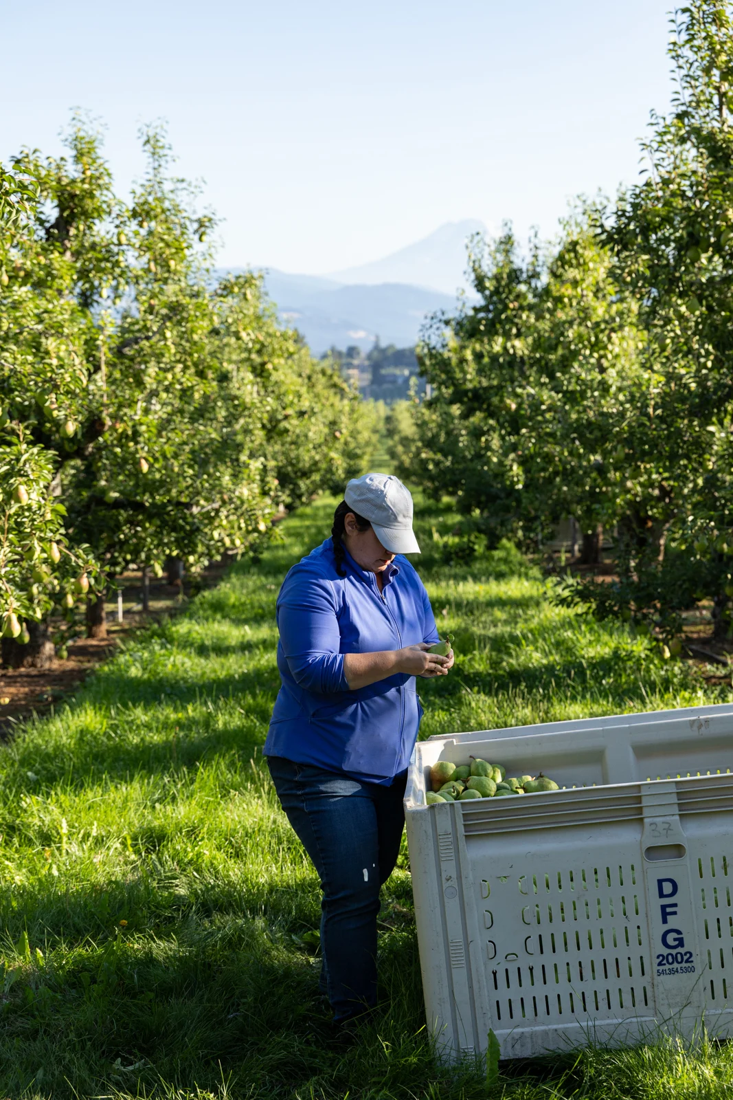 Oregon’s Pear Growers Face Existential Threat Amidst Economic Headwinds and Environmental Challenges.